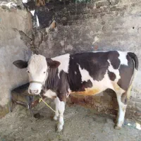 گوساله ماده سیمینتال