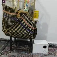 عروس هلندی نر وماده|پرنده|بروجرد, |دیوار