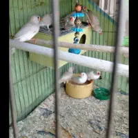 فروشی|پرنده|تهران, استاد معین|دیوار