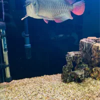 آروانا گلدن های بک بلو بیس