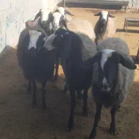 میش  وشیشک|حیوانات مزرعه|اسفرورین, |دیوار