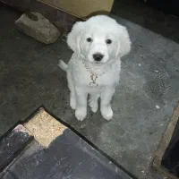 سگ شیتزو و اشپیتز و تریز