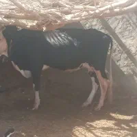 گاو خارجی ابست همرا با گوساله ماده