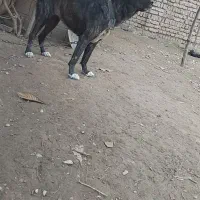 واگذاری سگ پژدرماده