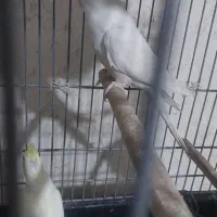 عروس هلندی البینو نر|پرنده|مرودشت, بیست متری بیمارستان|دیوار