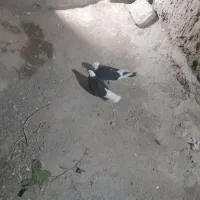 کفتر