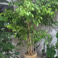 گل  بنجامین   ۱۱ساله