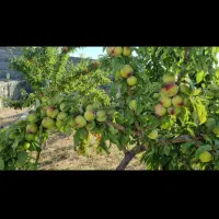 باغ سرسبز تبریز سهند اسکو