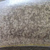 تخم کدو گوشتی و صدفی