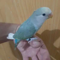 کوتوله و مرغ عشق پروانه ای