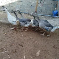 ماده دوبالی پاپر و کله ای