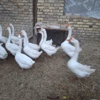 هشترخانی|حیوانات مزرعه|قزوین, |دیوار