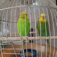 مرغ عشق انگلیسی با قفس