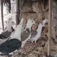 کفترکاکولی اصل|پرنده|شیراز, شهرک مهدی‌آباد|دیوار