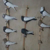 سینه و طوقی همه رنگی ماده|پرنده|شیراز, آزادگان|دیوار