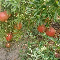 انار چترود در باغ فقط کلی شیرین و میخوش