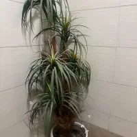 درختچه مصنوعی