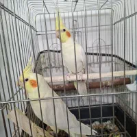 یک جفت عروس هلندی لوتینو