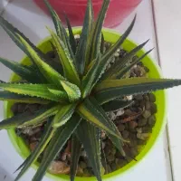 گل هاوارتیا ابلق