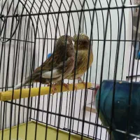 قناری گلستر اورجینال اورجینال نروماده|پرنده|بروجرد, |دیوار