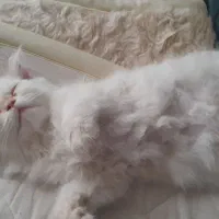 بچه گربه پرشین