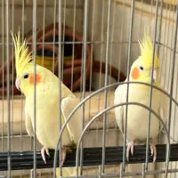 یک جفت عروس همراه قفس و وسایل|پرنده|قم, حنیف نژاد|دیوار