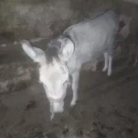 الاغ گله گرد