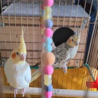 جفت عروس هلندی مولد|پرنده|شوشتر, |دیوار