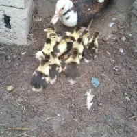 بچه اسرائیلی ها با مادرش