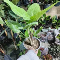 تمدید و شارژ قلمه رایگان|گل و گیاه طبیعی|اصفهان, شاه پسند|دیوار