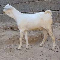 نر سفید سومال