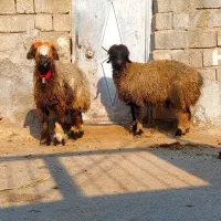 4راس میش سطح یک