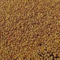 یونجه بغدادی