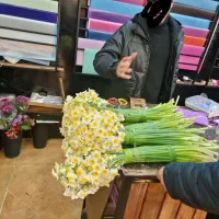 گل نرگس خفر|گل و گیاه طبیعی|شیراز, لاله|دیوار