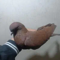 کبوتر  مچ پایه عالی