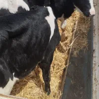 گوساله شیرمادرخوده و۱۰۰کیلودویست راس