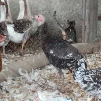 جوجه بوقلمون نر