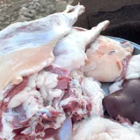 فروش دام زنده میش وشیشک چاق بزوتی بزچاق فلک الدین|حیوانات مزرعه|خرم‌آباد, |دیوار