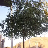 پیاززعفران