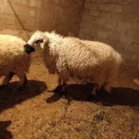 بره نر کشتنی