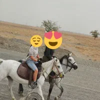 سوارکاری با اسب|اسب و تجهیزات اسب‌سواری|مشهد, شهرک صنعتی توس|دیوار