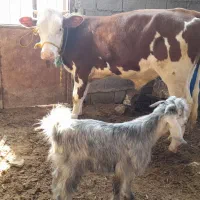 گوساله نر المانی|حیوانات مزرعه|شادگان, |دیوار