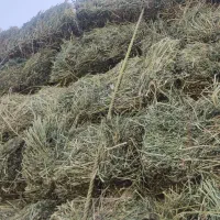 یونجه خشک انباری