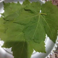 برگ مو تازه