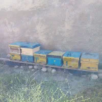 فروش ۶ کندوی عسل بهره امسال