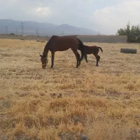 اسب|اسب و تجهیزات اسب‌سواری|ساوه, |دیوار