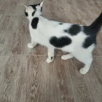 بچه گربه نر|گربه|آزادشهر, |دیوار