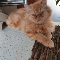 گربه گارفیلدی