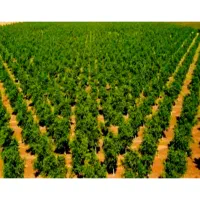 خدمات باغبانی