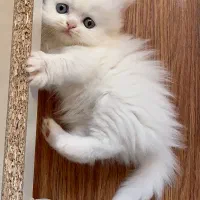 بچه گربه پرشین